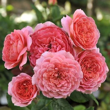 Rose Plant "Amandine Chanel” | 阿芒迪娜夏奈尔, 香奈儿