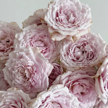 Rose Plant "Pink Essence” | 粉香精