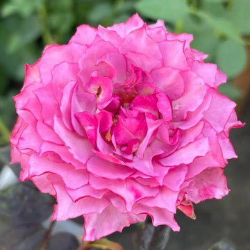 Rose Plant "Hirari” | 希拉里, 樱花飘 ヒラリ