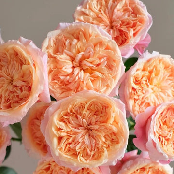 Rose Plant "Victoria's Secret” | 维多利亚的秘密 ヴィクトリアズ・シークレット