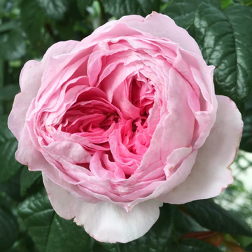 Rose Plant "Mon Coeur” | 我的心 モンクゥール