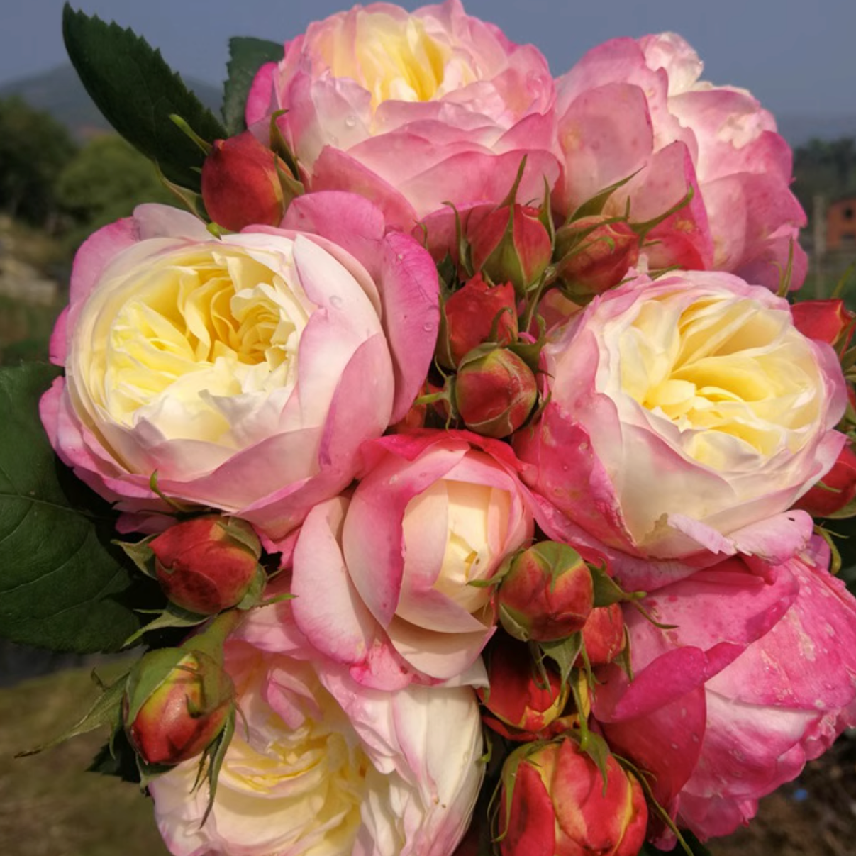 Rose Plant "Washitsu” | 和室 ジャパネスクモナムール