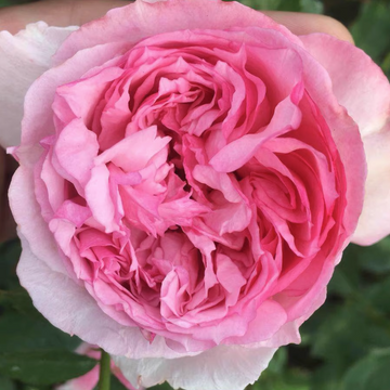 Rose Plant "Neo Cherry Shallow” | 新浅樱桃 ネオシャローチェリー