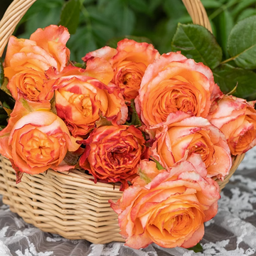 Rose Plant "Orange Romantica” | 浪漫橙色 オレンジロマンティカ