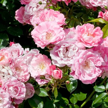 Rose Plant 'La Nina‘ | 拉尼娜