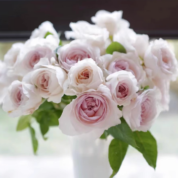 Rose Plant "Les Fraises” | 草莓奶昔