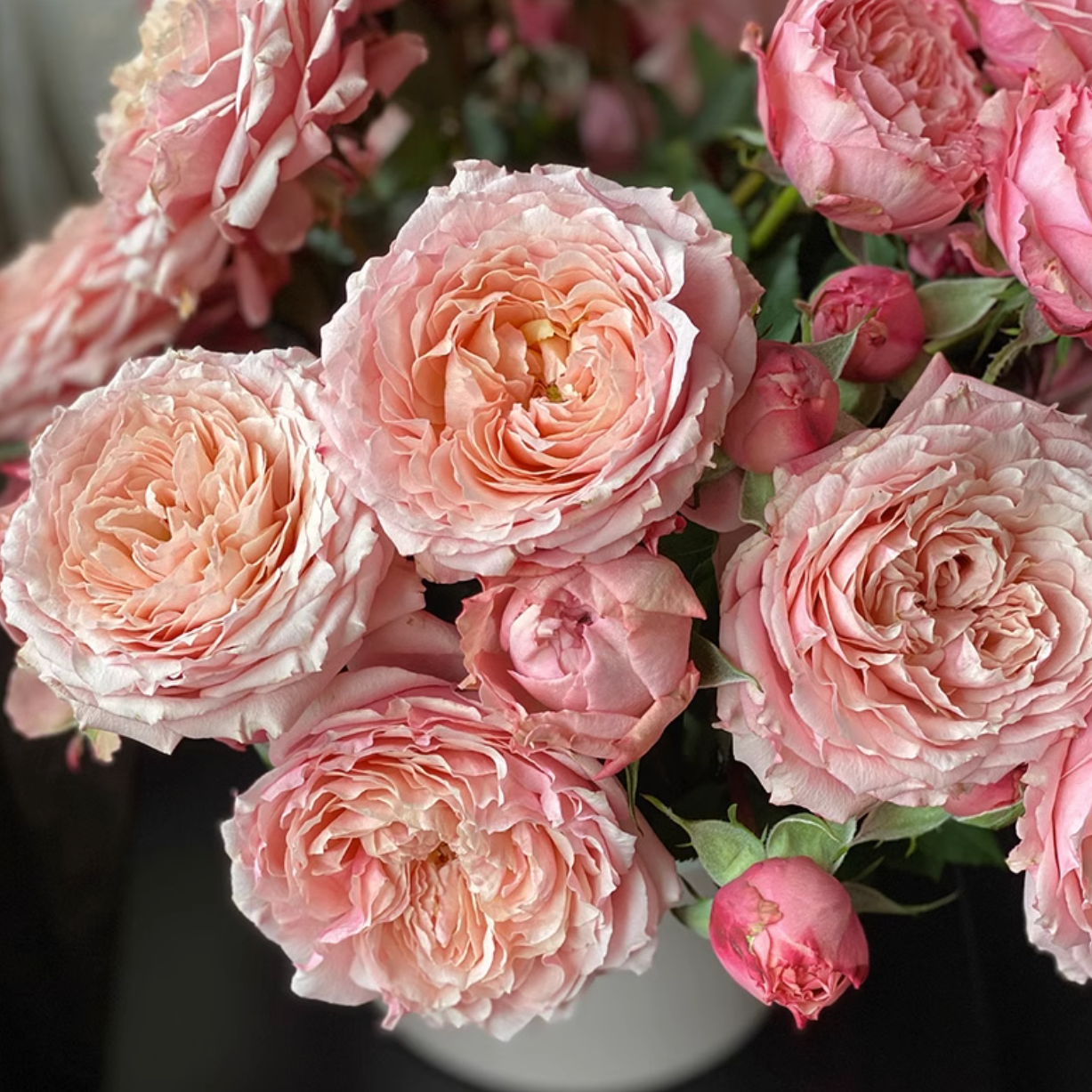 JULIET ROSE Salah 1 tanaman termahal di dunia  Juliet rose, Planting roses,  Beautiful rose flowers