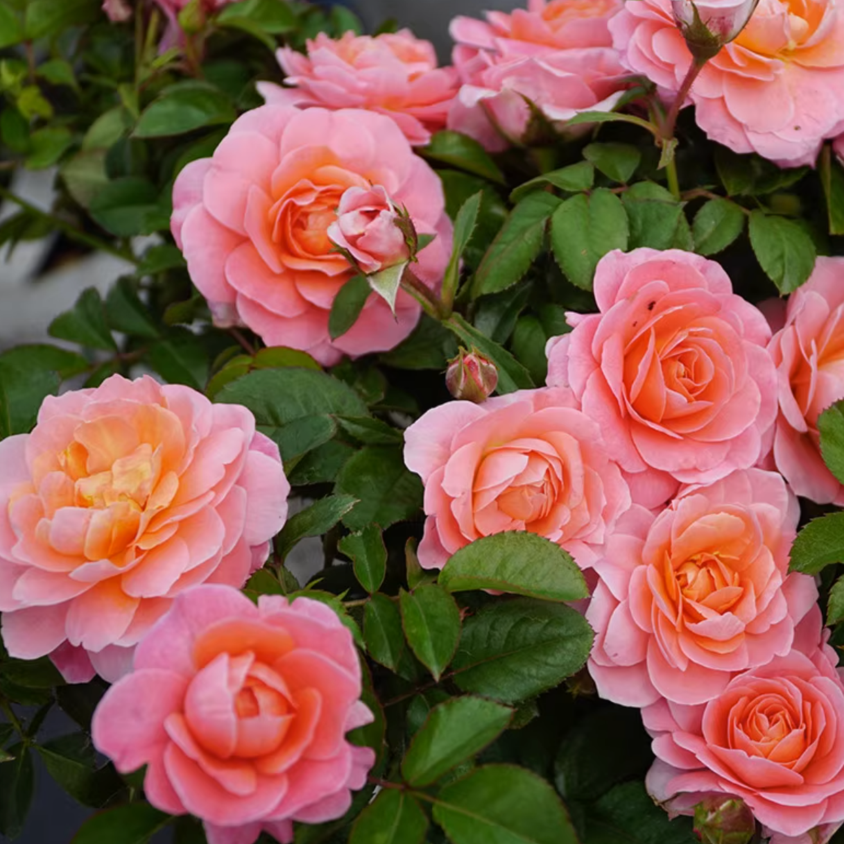 Rose Plant "Fragrance King Terrazza” | 芳香王阳台