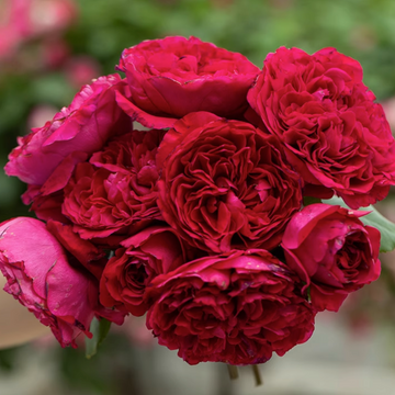 Rose Plant "Rouge Royale” | 皇家胭脂